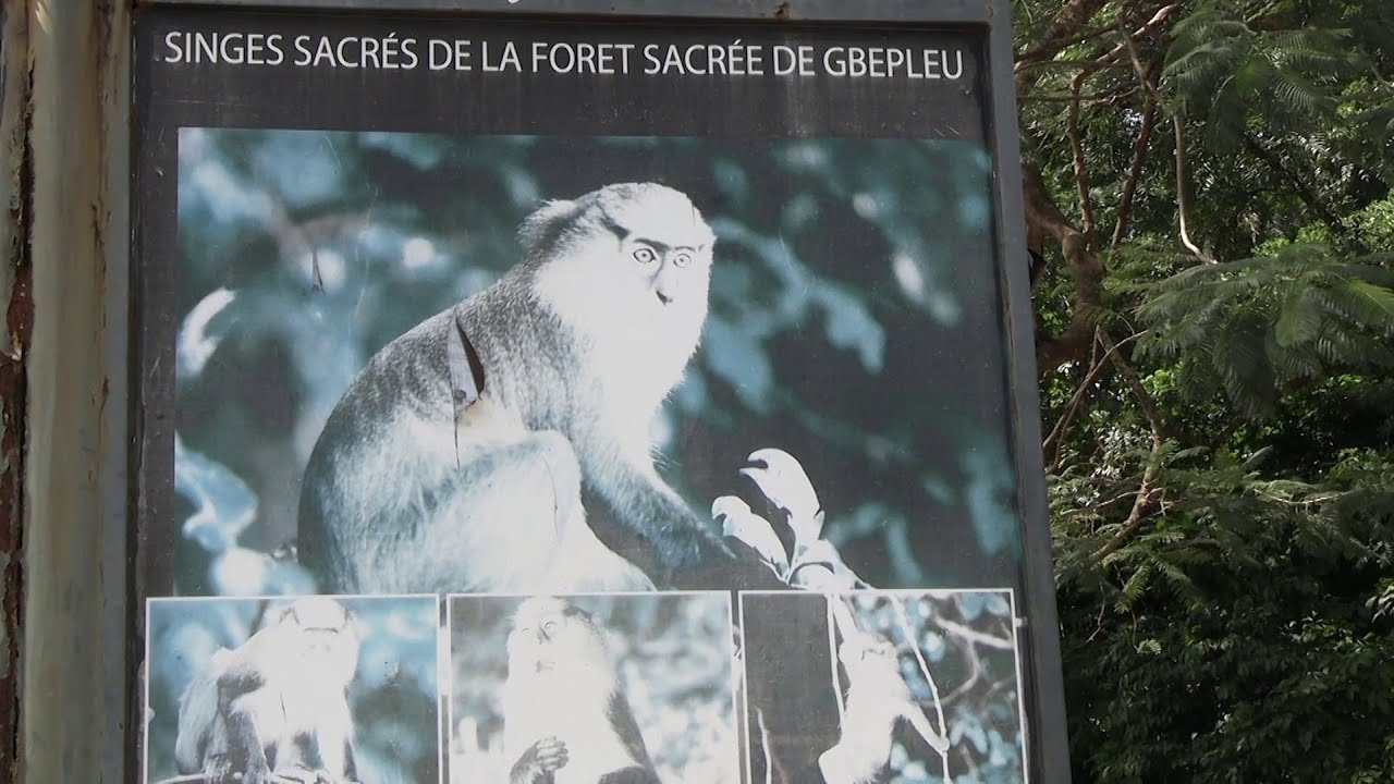 Les singes sacrés de Gbêpleu une attraction touristique majeure à Man