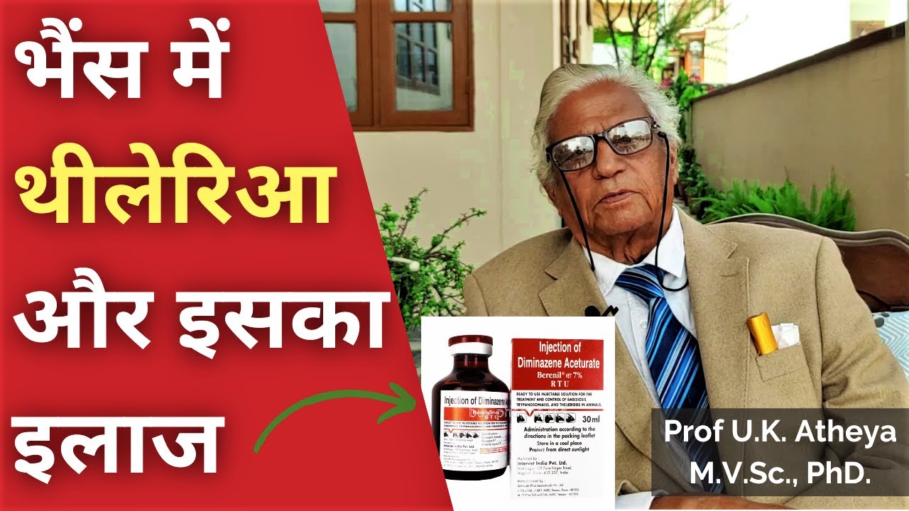 भैंस में थीलेरिआ | Theileriosis in Buffalo and its Treatment