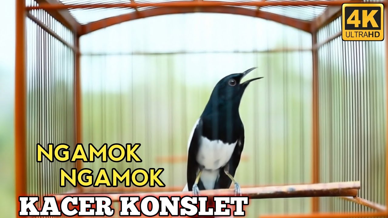 SUARA KACER KONSLET PALING DI CARI || KACER BAHAN AUTO NYAUT