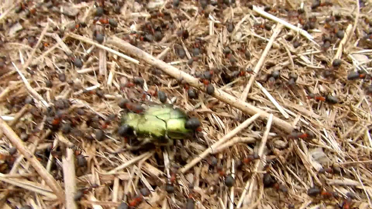 operation scarabeus