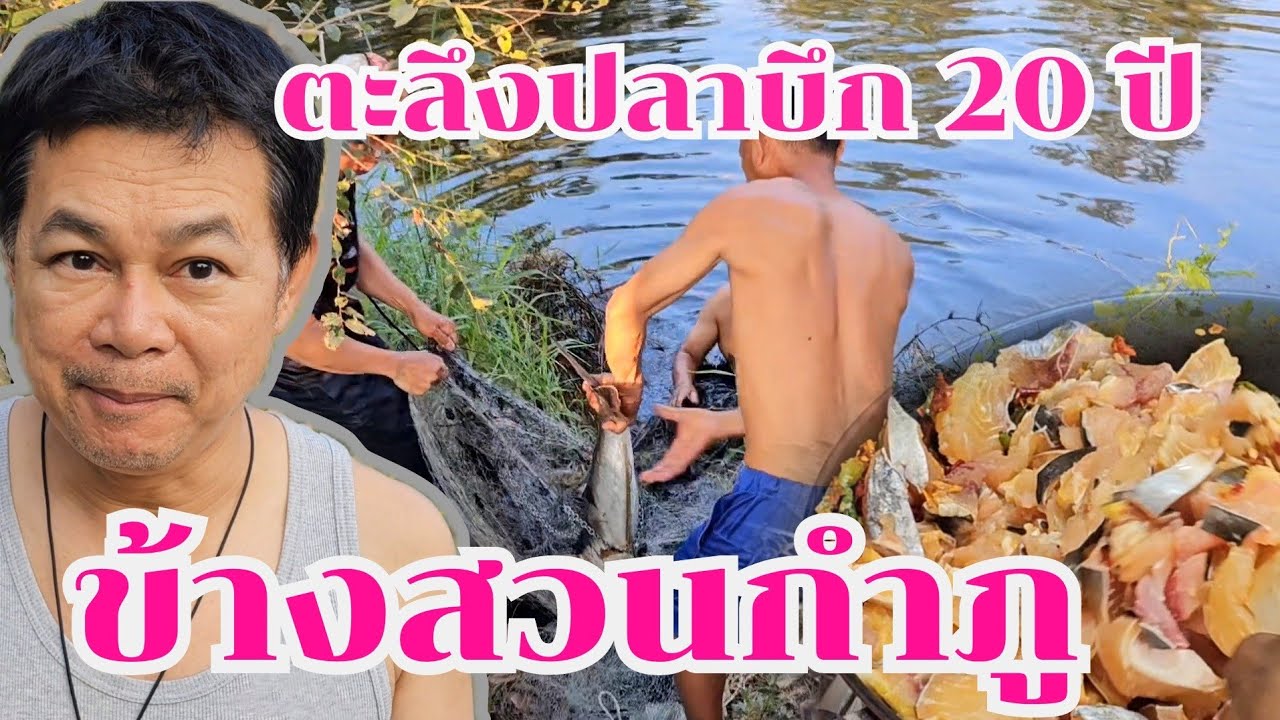 กำภูตะลึงปลาบึกอายุ 20ปี #บ้านสวนกำภูEp956