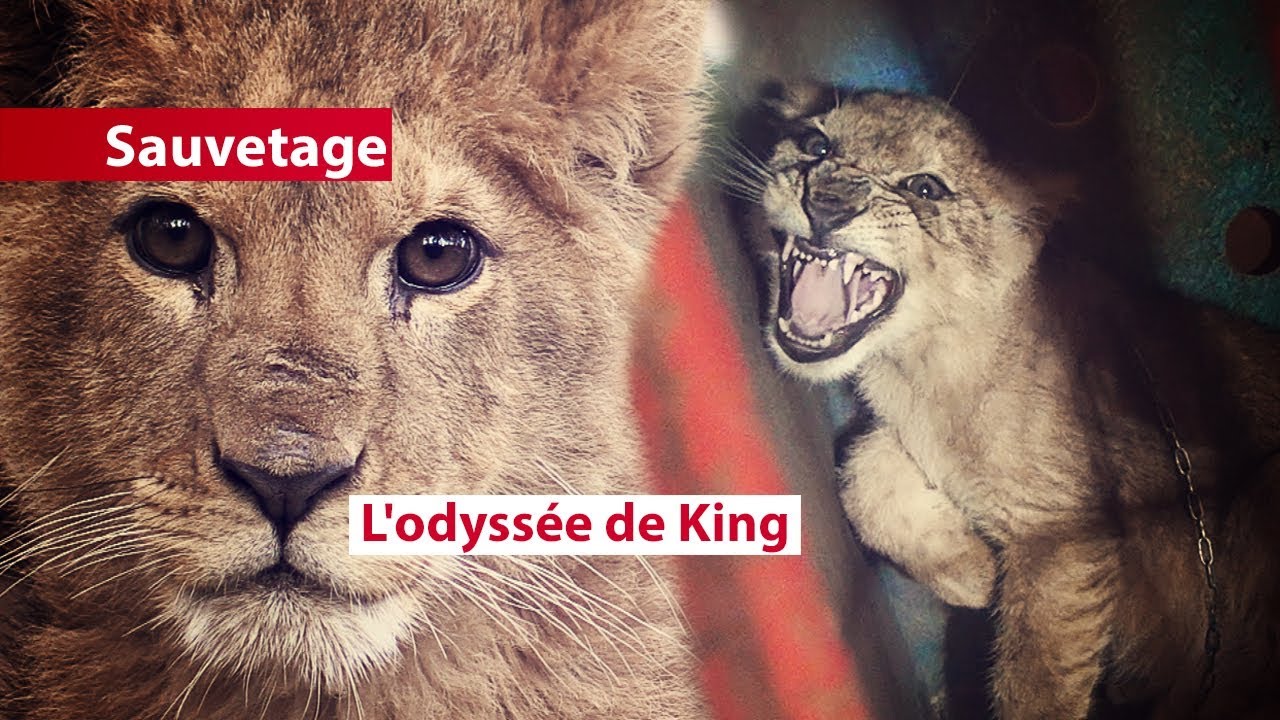 L'odyssée de King