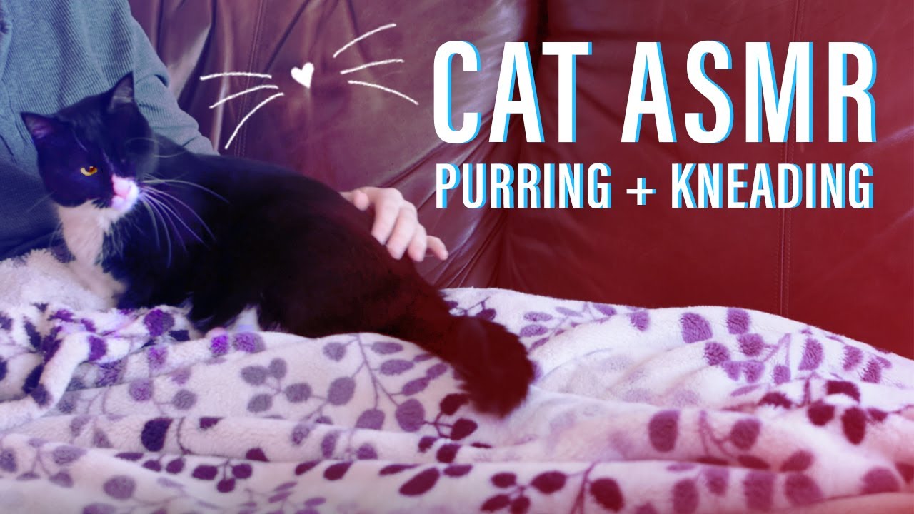 ASMR Cat Purring + Kneading on a Cold Windy Autumn Day | Relaxation | Anxiety | Sleep | BB