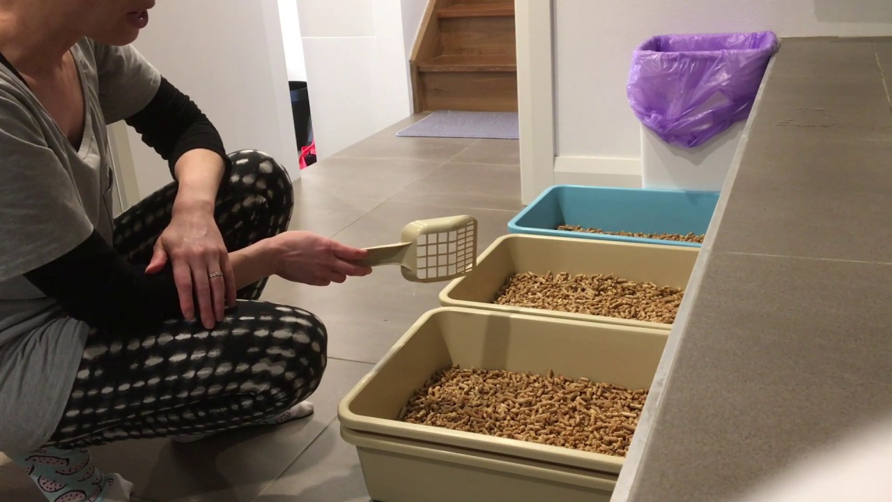 Wood pellet litter demo