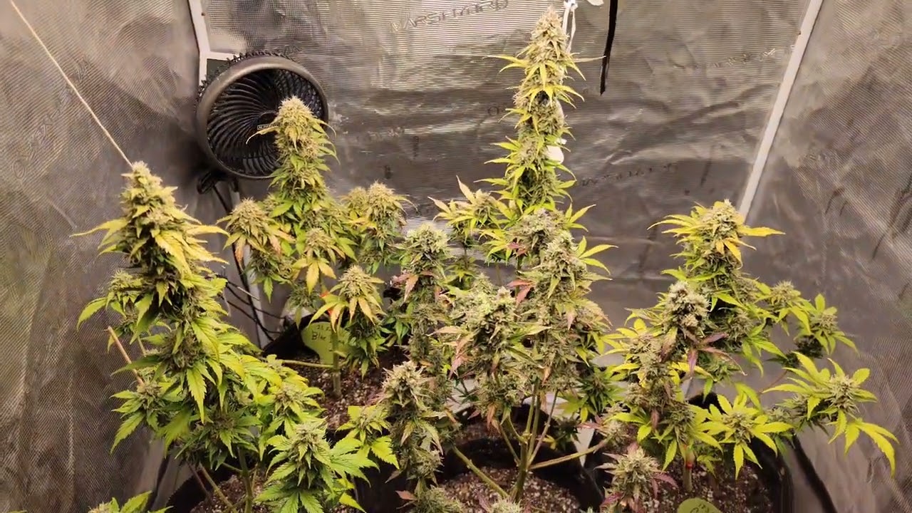 Grow #9🐸Day 6 Week 10🐸 update @123fatbuds #420 #gardening #arizona #autoflower @eugenemartin5918