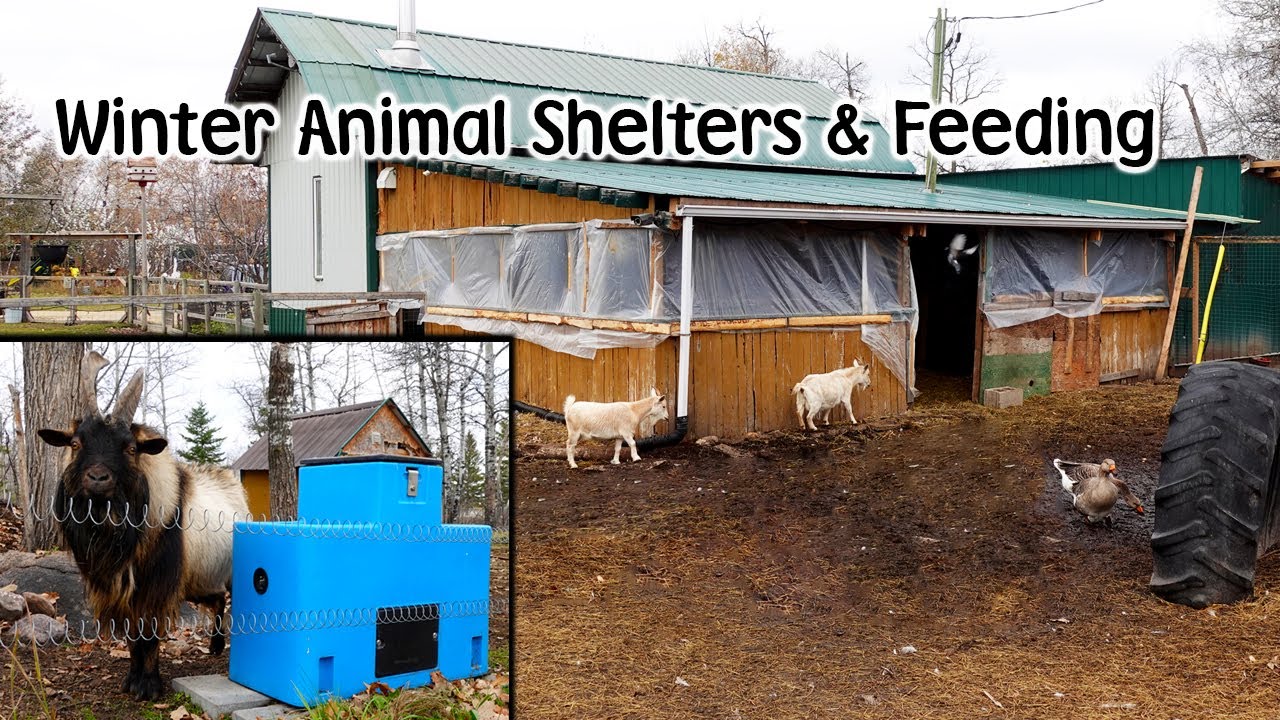 Getting The Farm & Animal Shelters Ready For Winter