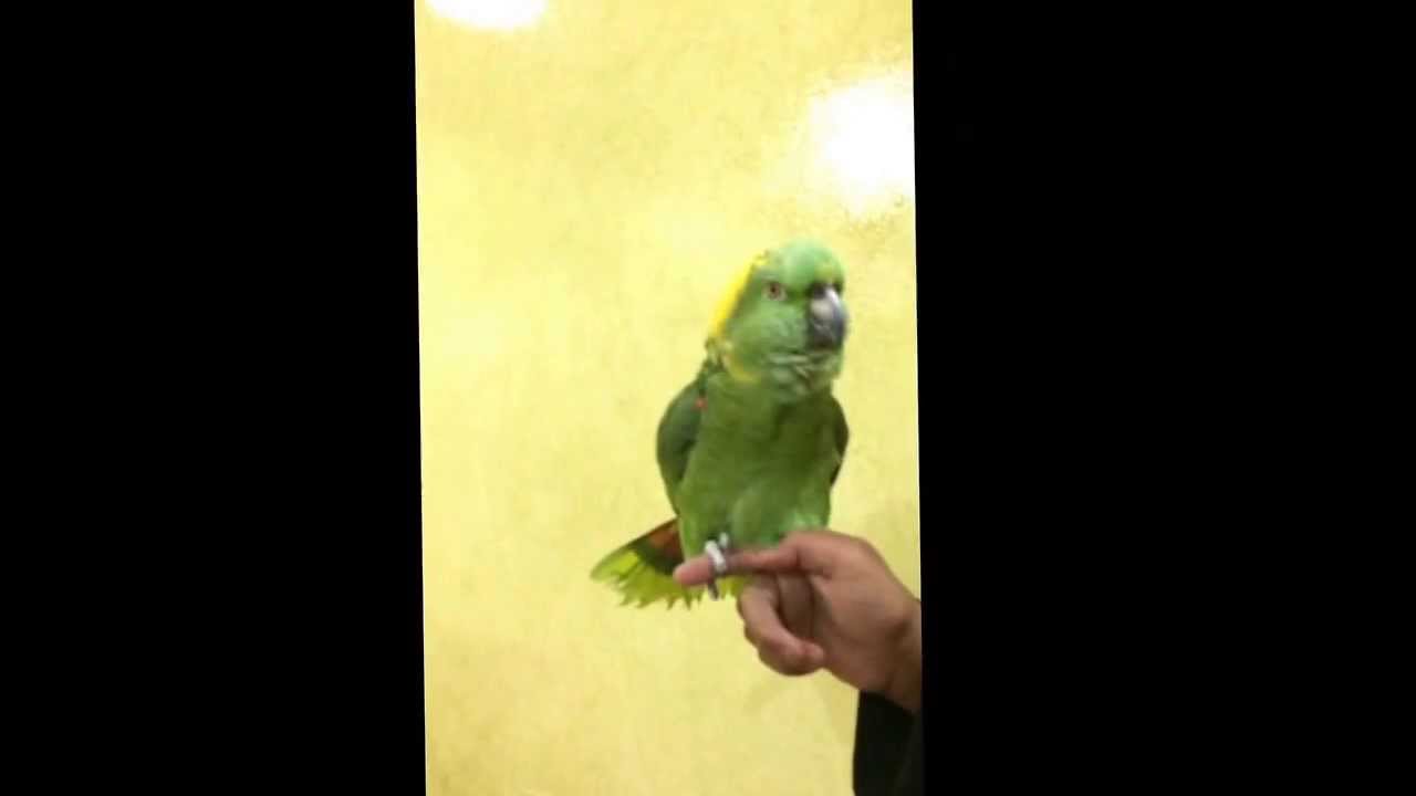 يلوناب العقيله ٢٠١٤ ابو عبدالعزيز