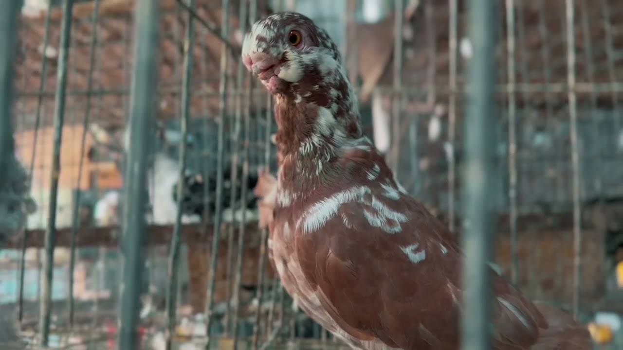 Palomas de Fantasía únicas en México Criadero RAM (Sahuayo Michoacan)