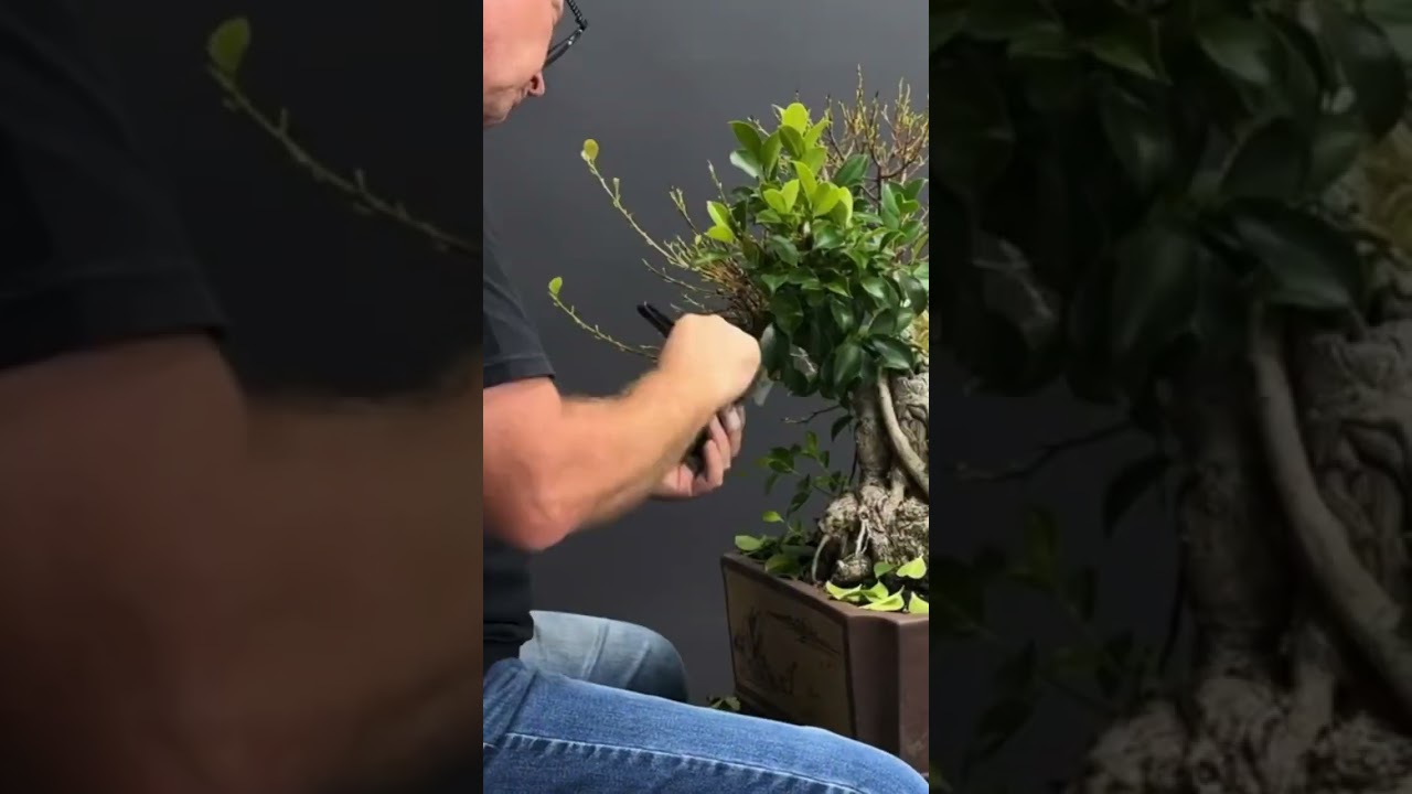 Defoliating Fig bonsai  #bonsaistyling #bonsaitree #tropicalbonsai #terryerasmusbonsai