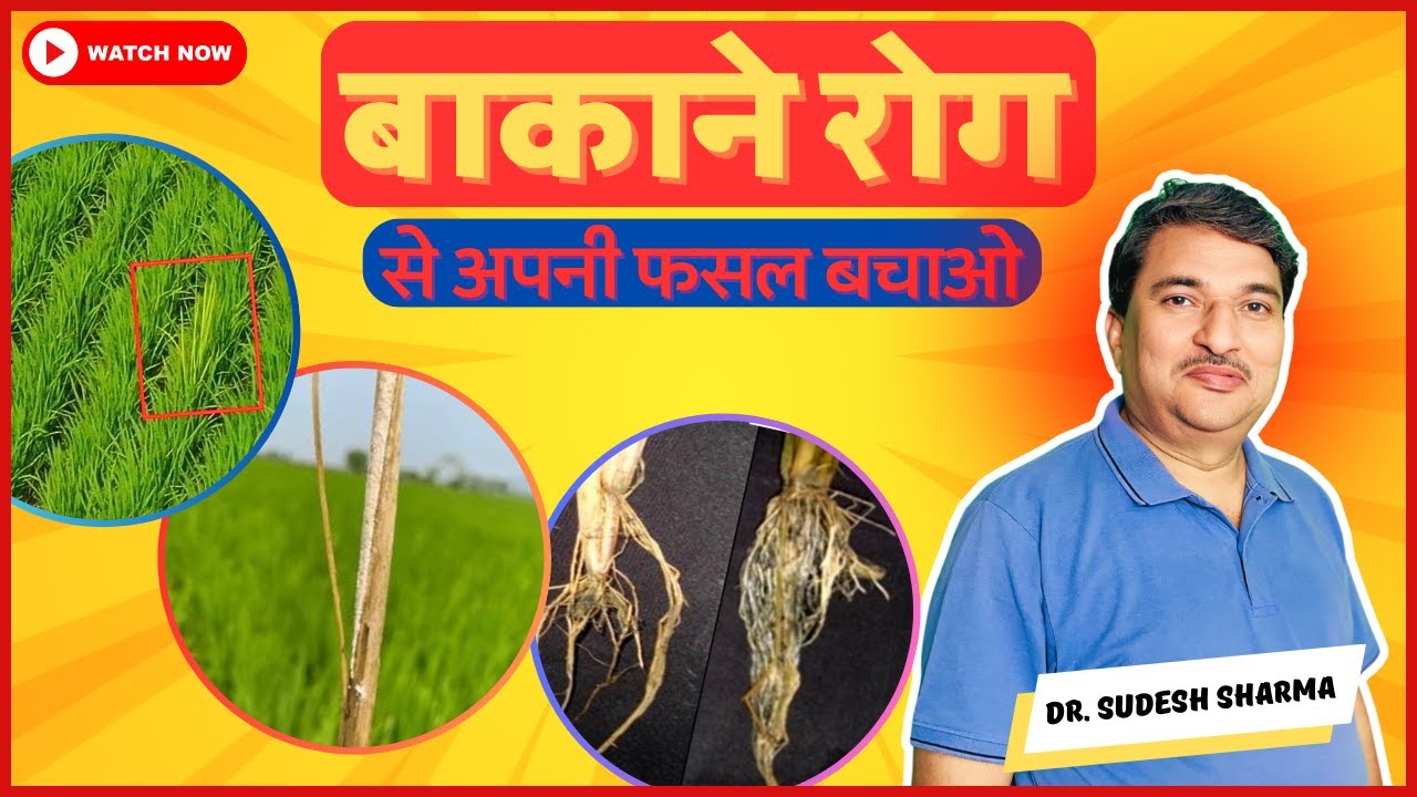 Complete guide of Bakanae rog in paddy | बकाने रोग से छुटकारा | देखो और बचाओ अपनी बासमती फसल!