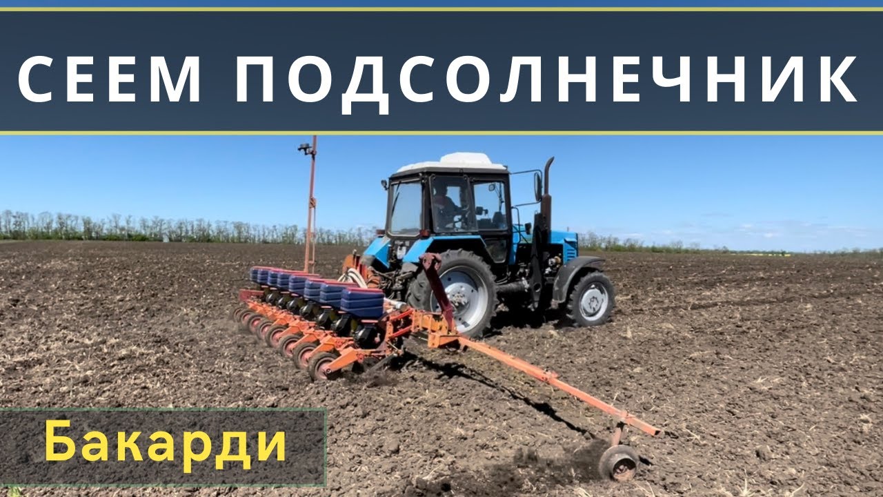 СЕВ ПОДСОЛНЕЧНИКА | Бакарди | Syngenta