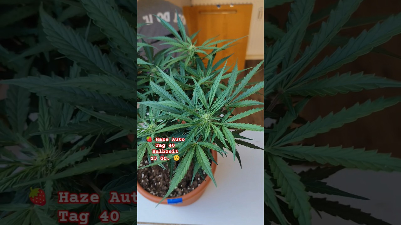🍓 Strawberry Haze Auto Tag 40 #Shorts #YouTubeShorts