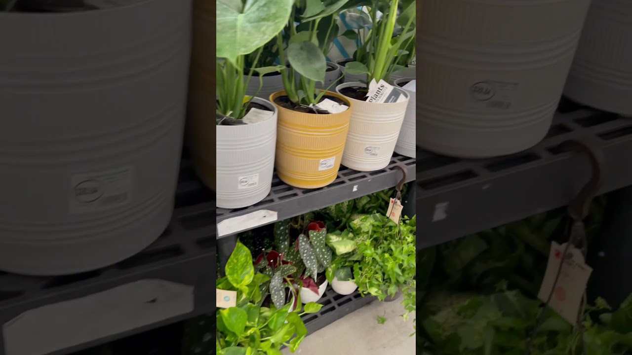 Hoya shopping in Big Box Stores #hoya #hoyaplant #houseplants #hospitality #hoyaplantcare