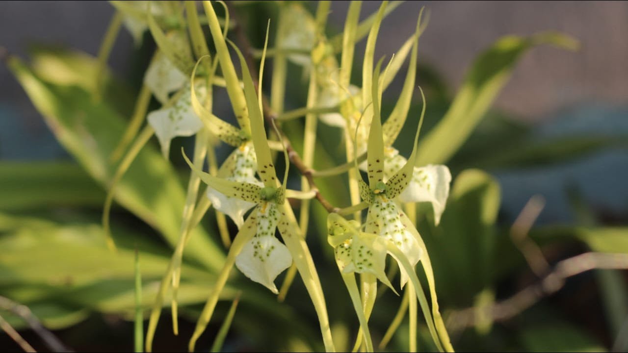 Orquídea Brassia brachiata - Descripción y manejo