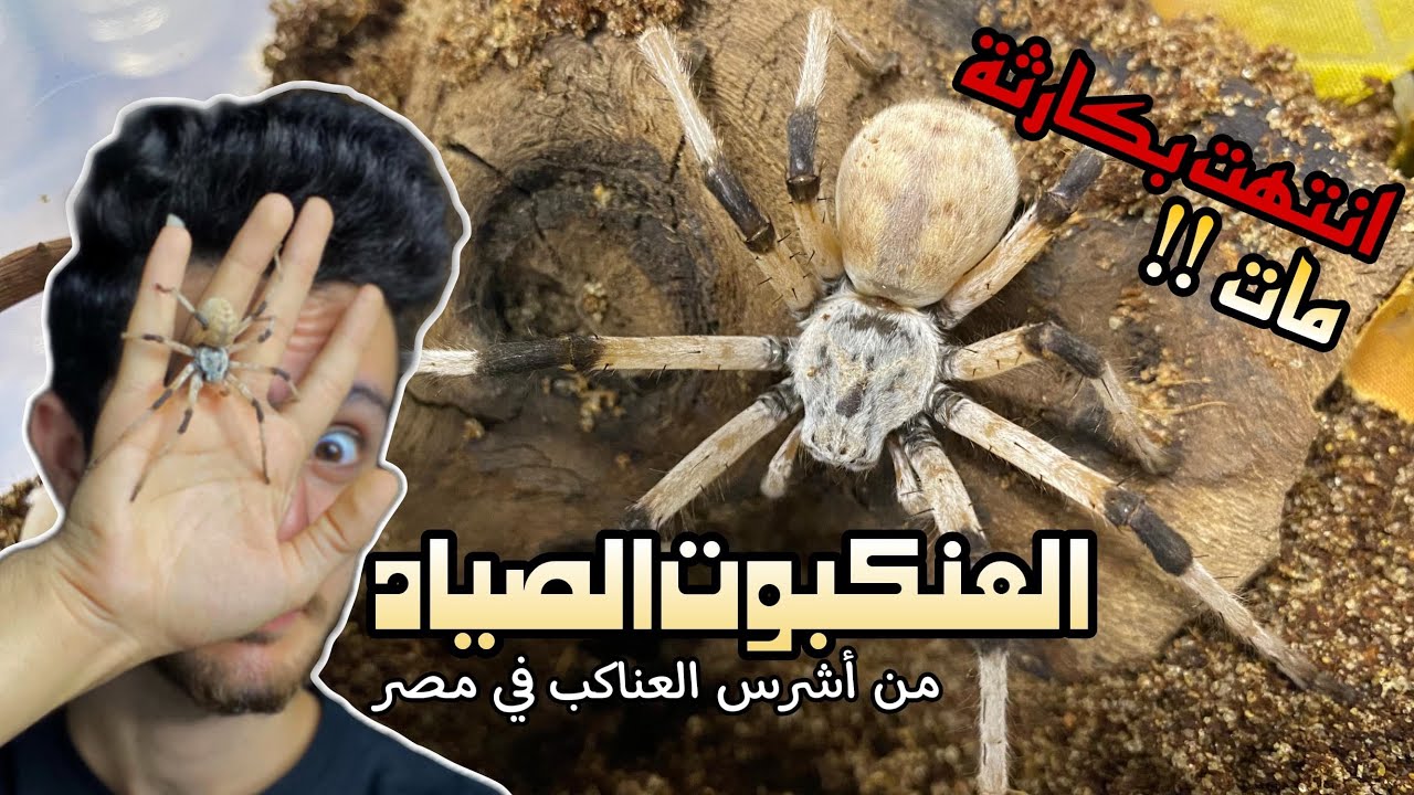جيبت عنكبوت أحلامي النادر، الHuntsman Spider، لكن مش هتصدقوا اللي حصل بعد كده! 😱🕷️ | عنكبوت غريب