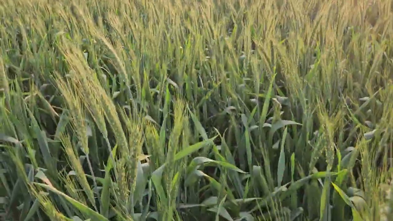 गेहूं की शानदार फसल #वायरल #गेहूं # फार्मिंग 