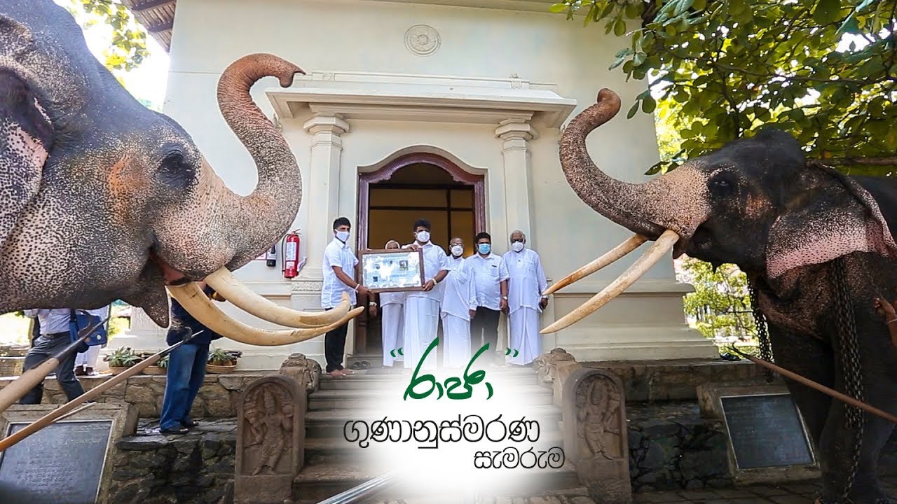 රාජා මංගල හස්තියා වෙනුවෙන් පිදෙන ගුණානුස්මරණය සජීවීව
