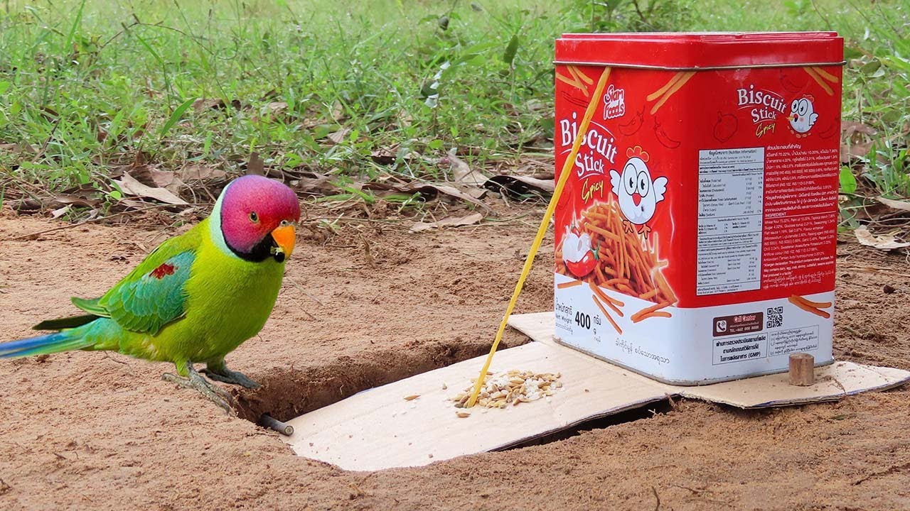 Making Underground Parrot Trap Using Flat Paper With Cans - Easy Unique Bird Trap
