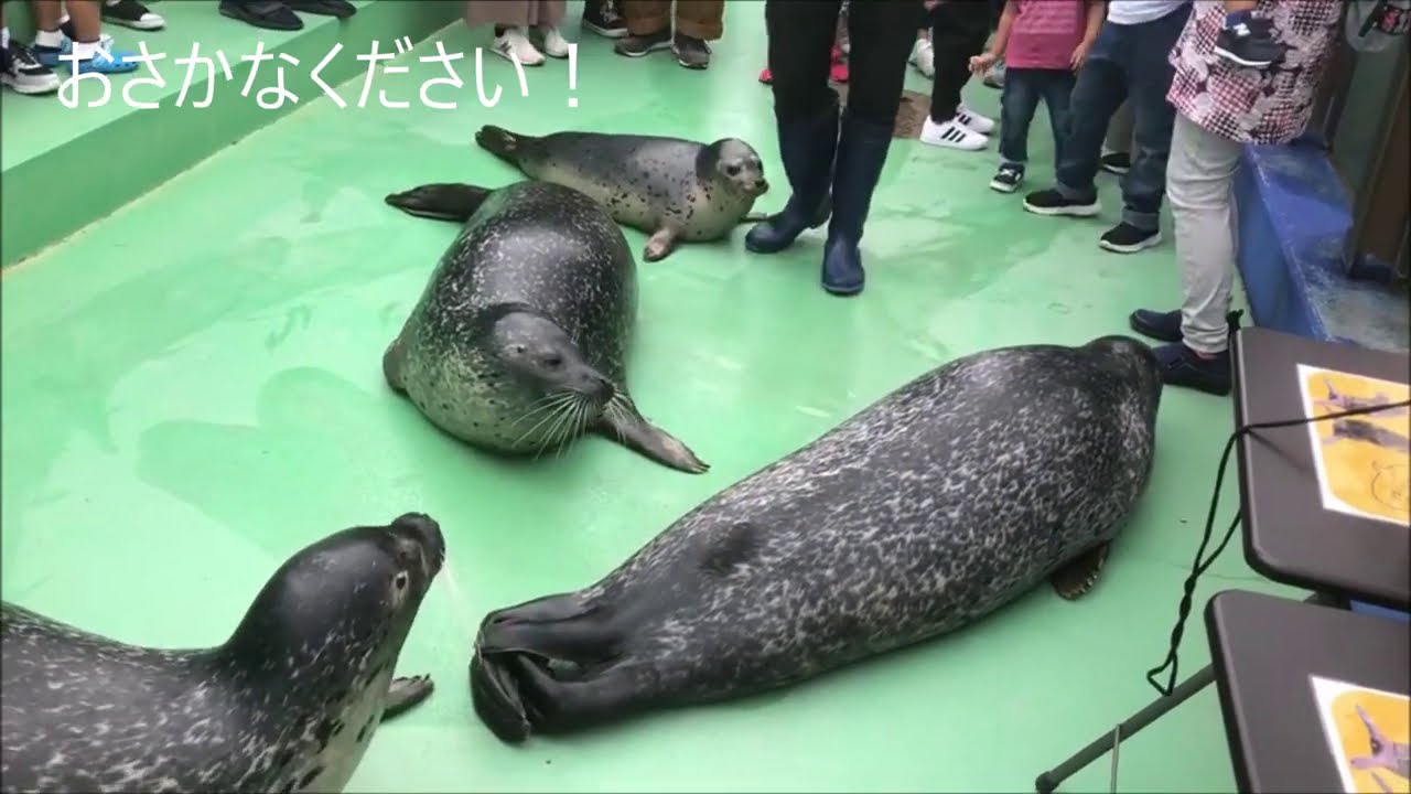 【アザラシ】ルン太マップ更新！（伊勢シーパラダイス／水族館）