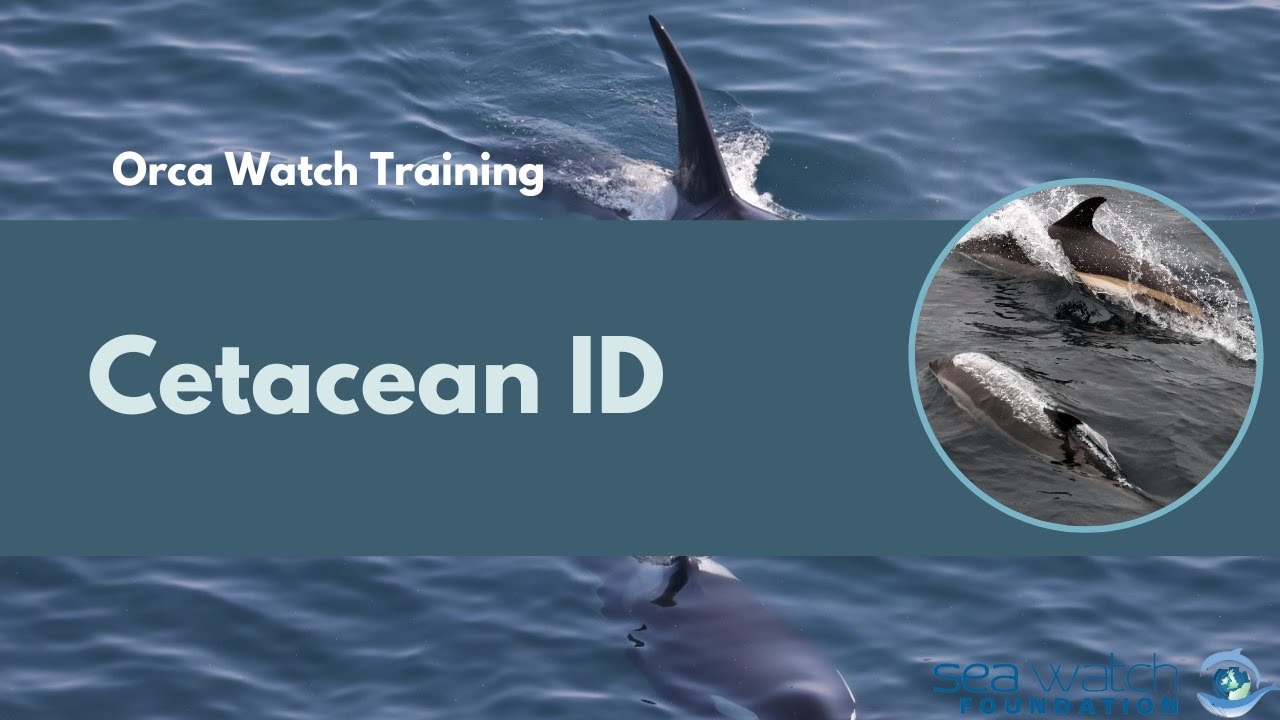Orca Watch 2022 - Cetacean ID