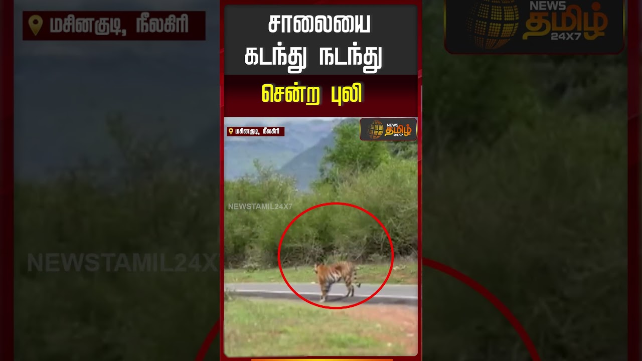 சாலையை கடந்து நடந்து சென்ற புலி..!! tiger | Masinagudi | Nilgiris