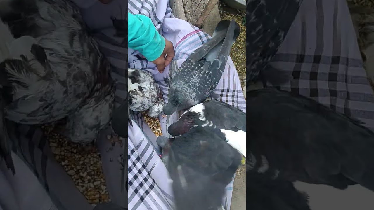 Kabootar video #explorepage #birds #pigeon #kabutar #pigeonbird #petsvlog#kabootar 