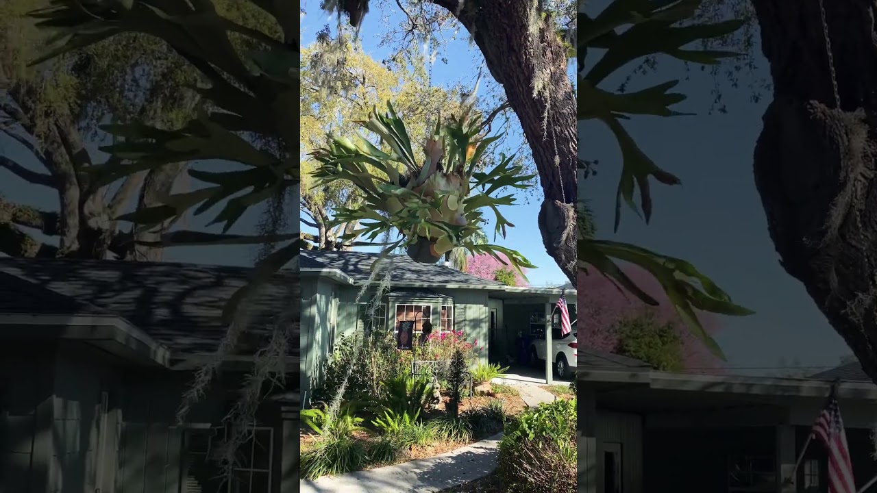 Florida Cottage Garden Zone 10a in February. #floridagardening #zone10a #cottagelife