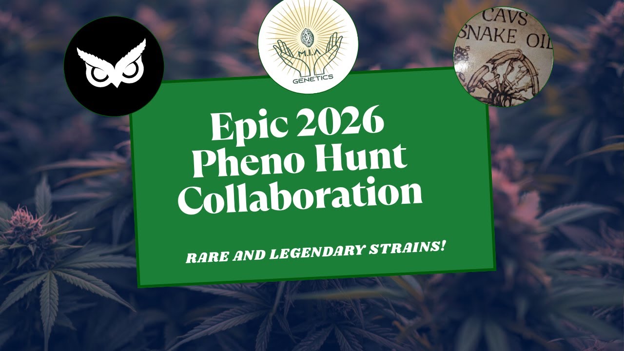 My Biggest Pheno Hunt Ever 2026 | Rare & Legendary Genetics | From Seed to Solo Cup!