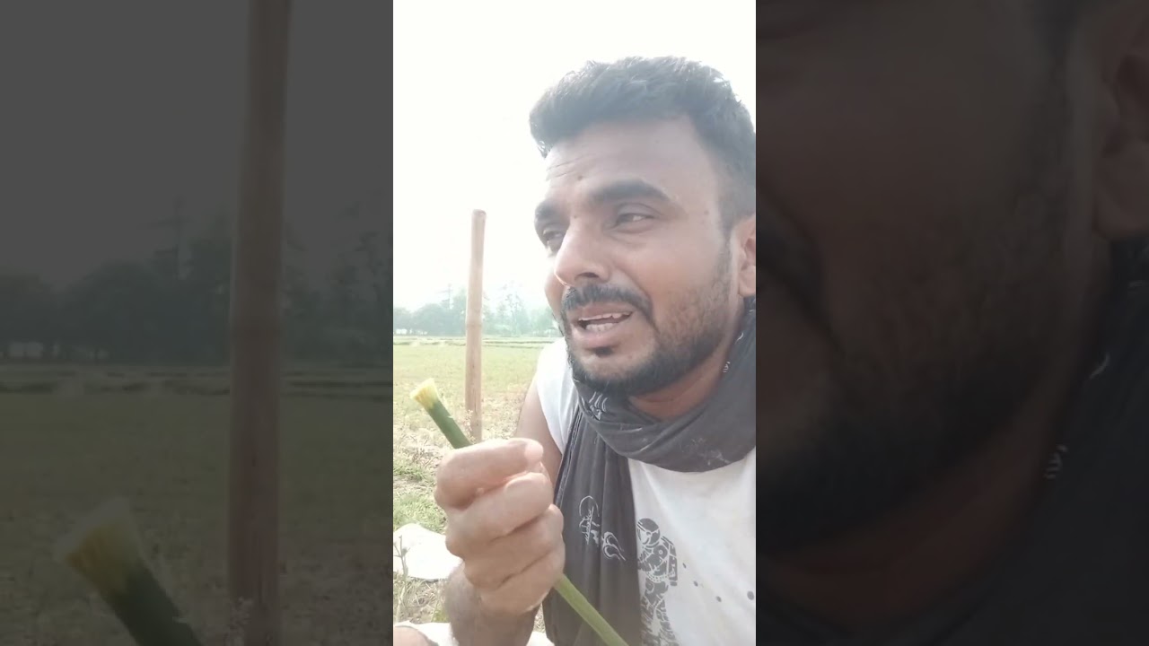 Gav ke log