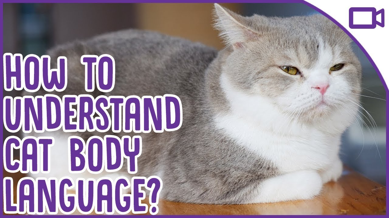 Cat Body Language EXPLAINED!