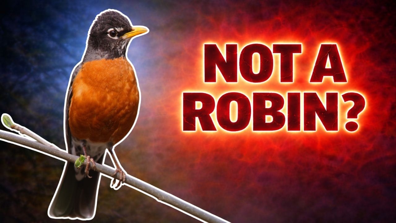 The Most Misunderstood Bird in North America