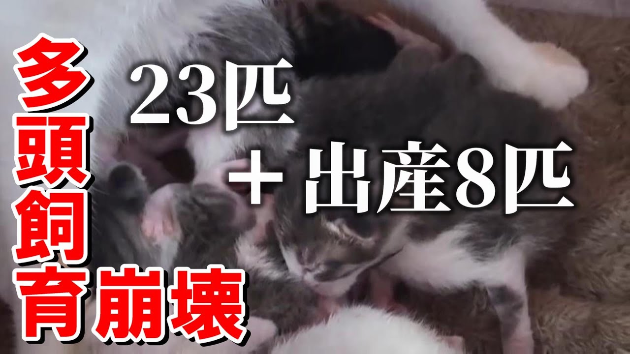 なぜ止められなかったのか？妊婦の猫2匹を含む23匹の多頭飼育崩壊③　－ 子猫出産 －：７４３