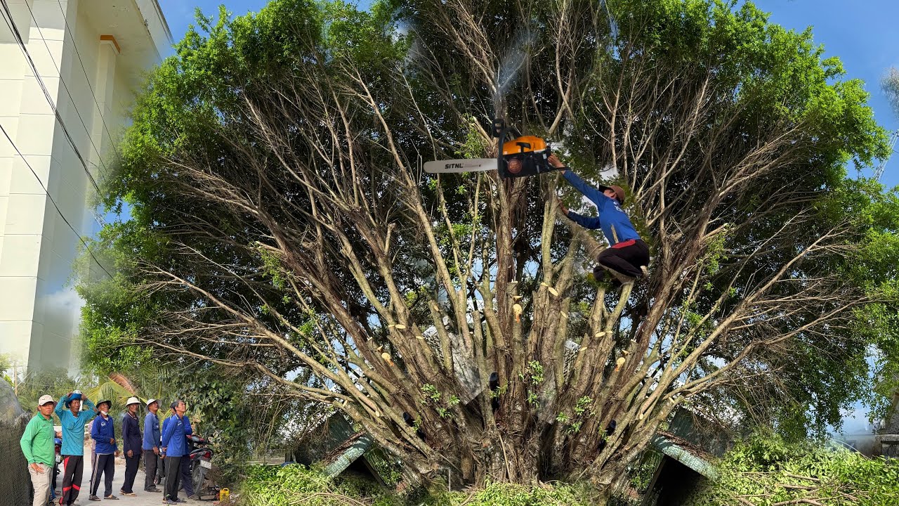 Nh&oacute;m Thiện Nguyện Cưa C&acirc;y Xanh To Khủng 