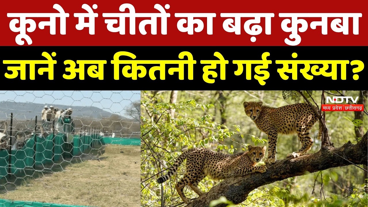 Kuno National Park: कूनो में चीतों का बढ़ा कुनबा, जानें अब कितनी हो गई संख्या? Bhupendra Yadav |MP
