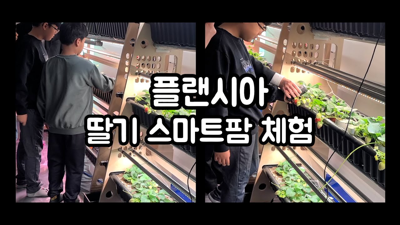 플랜시아와 함께하는 딸기스마트팜 체험 다녀왔어요.