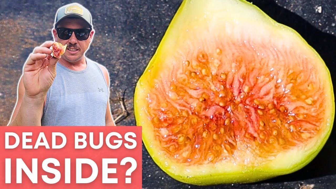 Why Are We Eating Dead Bugs?!