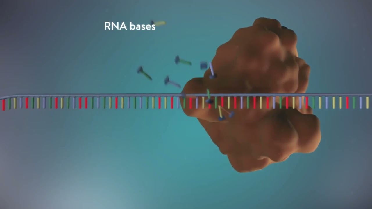 #DNA eşlenmesi -  #Replikasyon - Biolocker - #Biyoloji Animasyon