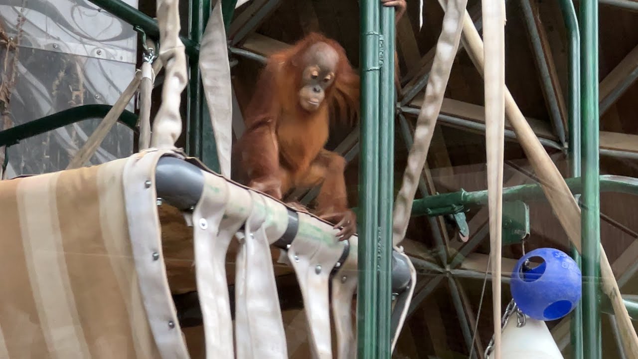 November 26, 2025 Orangutan Wali