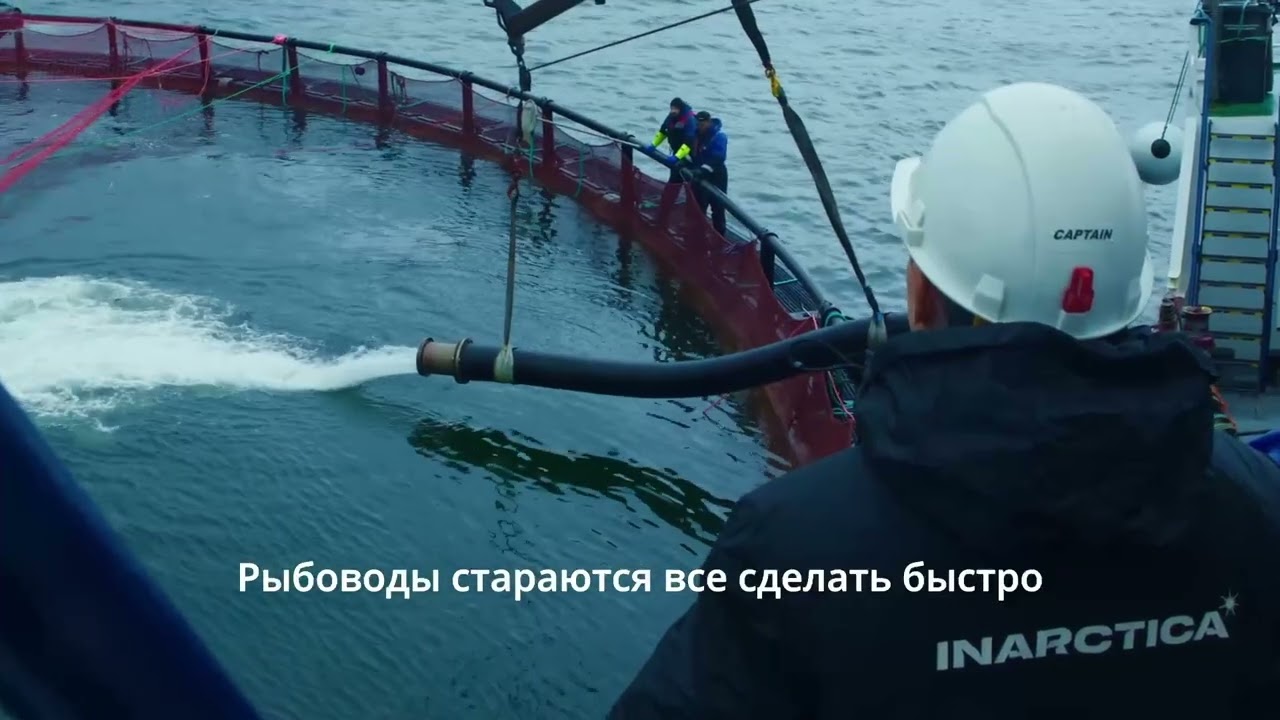 Производство INARCTICA: от малька до садка