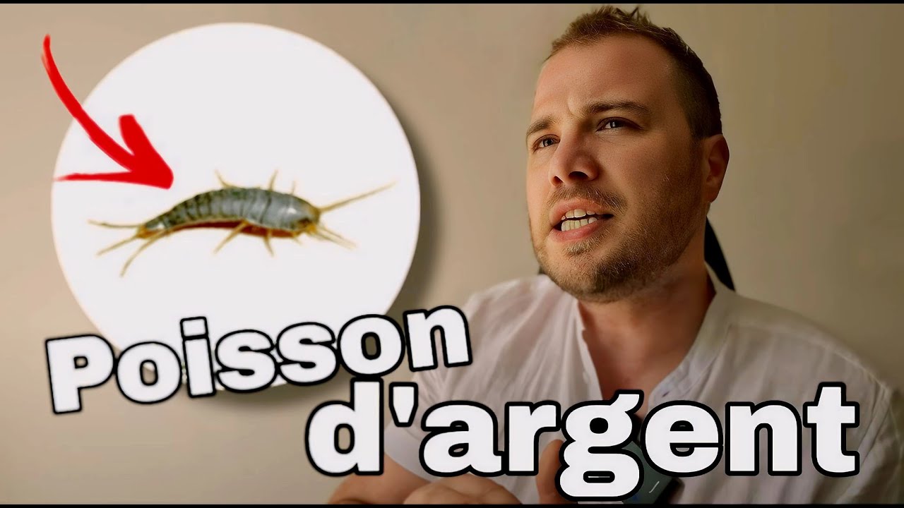 Comment se débarrasser des poissons d'argent ? (c'est facile)
