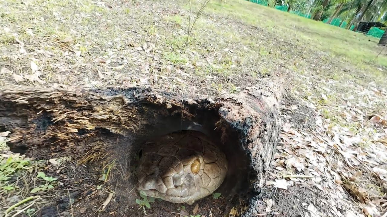 PAG HAHANAP NG KING COBRA SA LUPAIN NI DON TETE ..