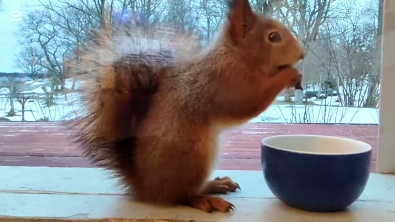 Wild squirrel litte funny hobby 