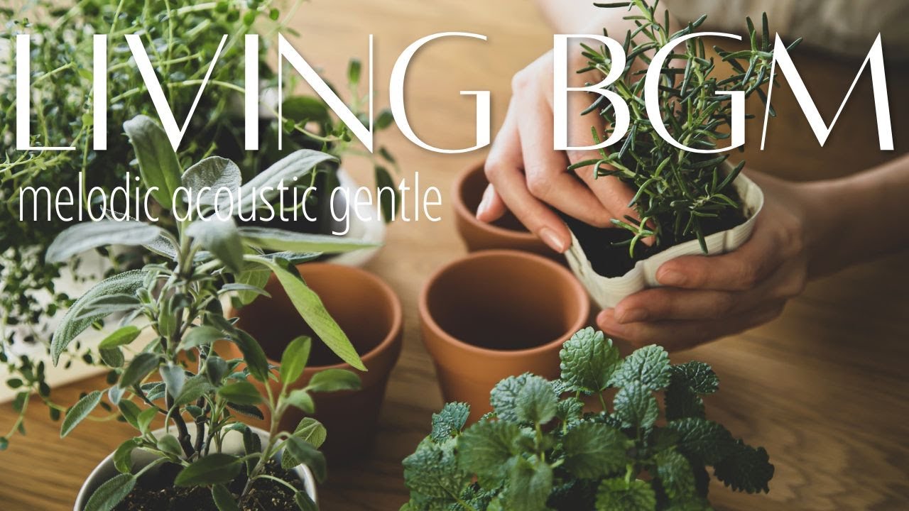 【作業用BGM】リビングで聴く🎶自然に触れる癒しのBGM｜melodic acoustic gentle｜暮らしを豊かにするBGM