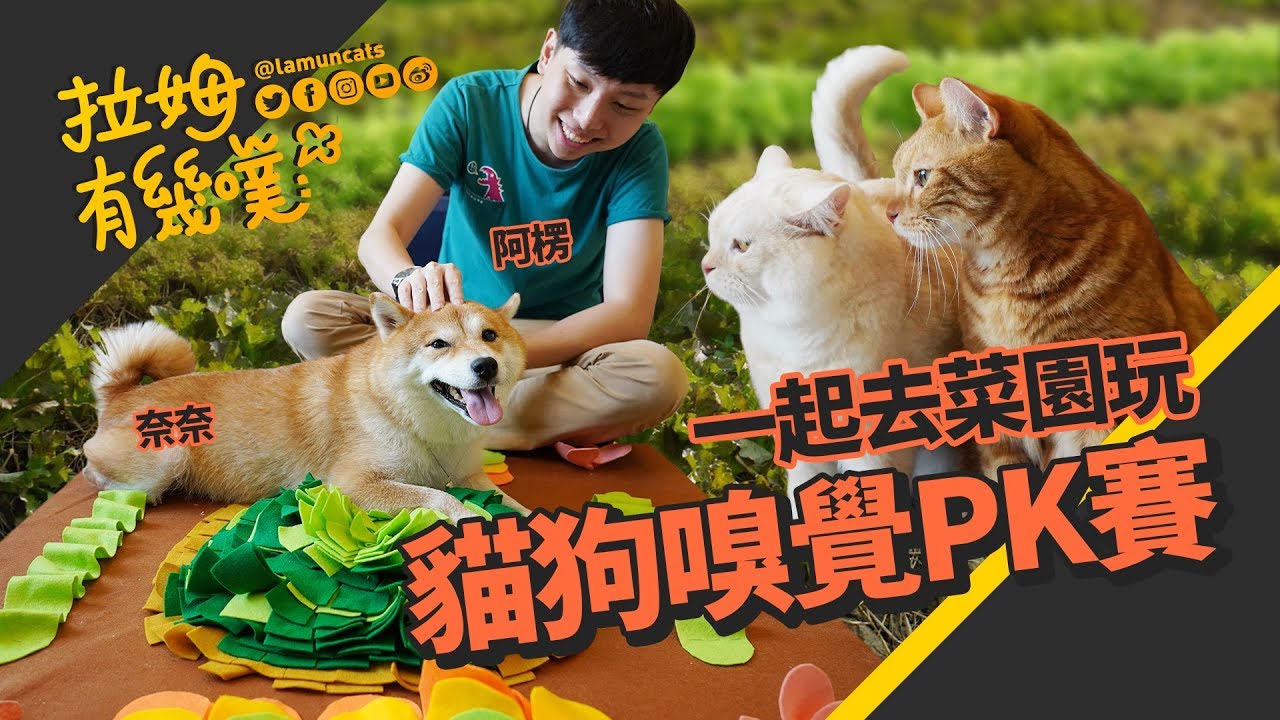 狗狗初次作客 貓狗嗅覺大比拚！ ft. @柴犬Nana和阿楞的一天 ｜拉姆有幾噗 👾