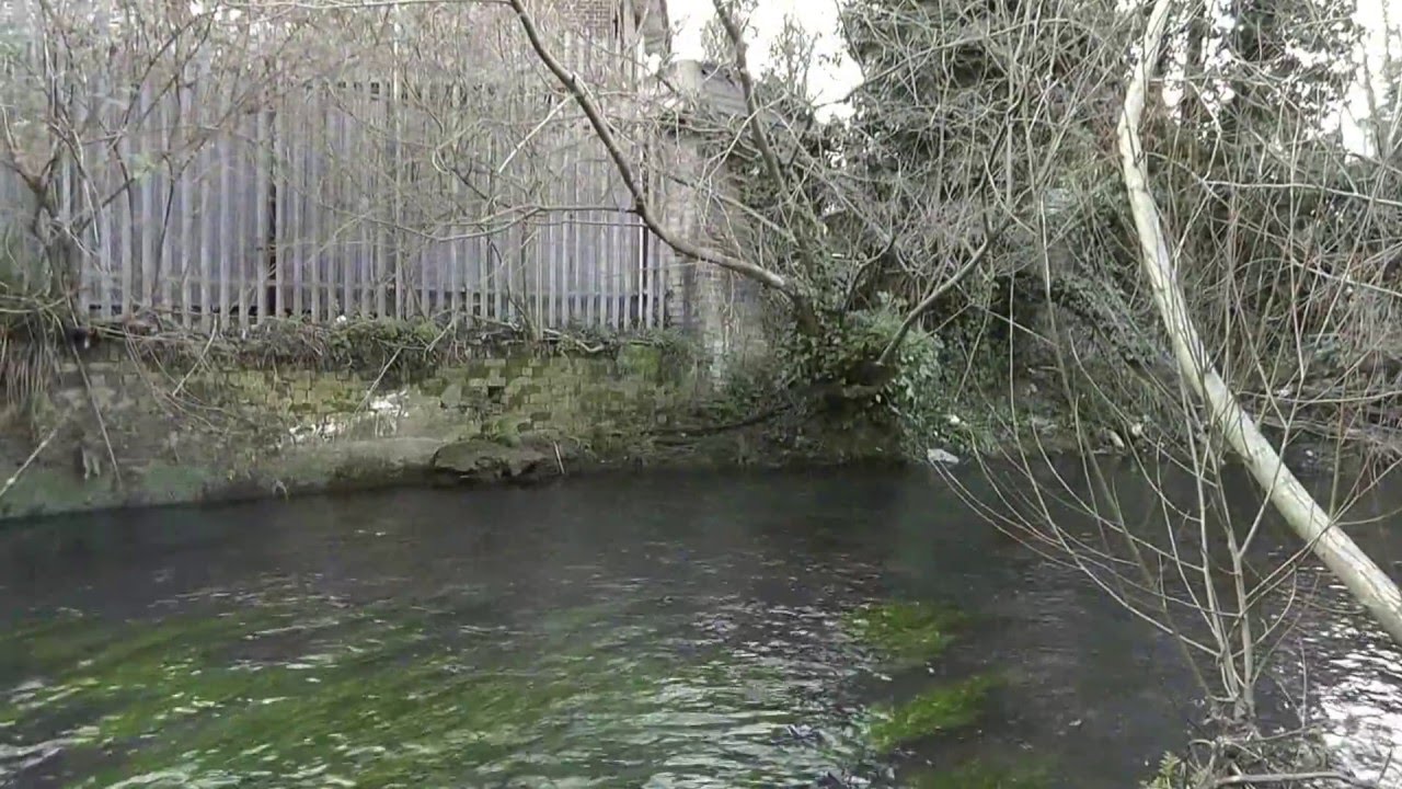 Dace From a Very Shallow Stretch of River