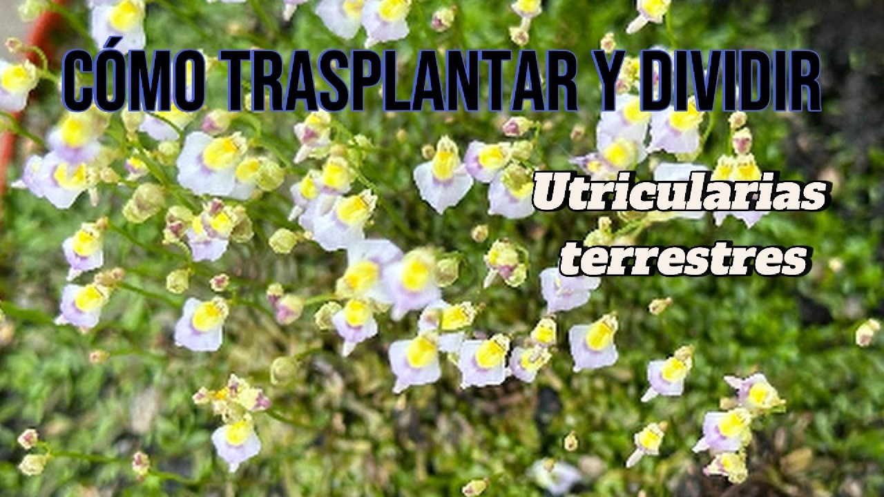 Cómo Trasplantar y Dividir Utricularias Terrestres