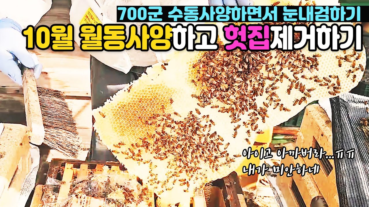 월동사양하고 헛집 제거하기 | 수동사양하면서 눈내검하기 | Honeygarden_꿀뜨락 | 양봉 일기 | 양봉 귀농 | a korean beekeeper's Blog