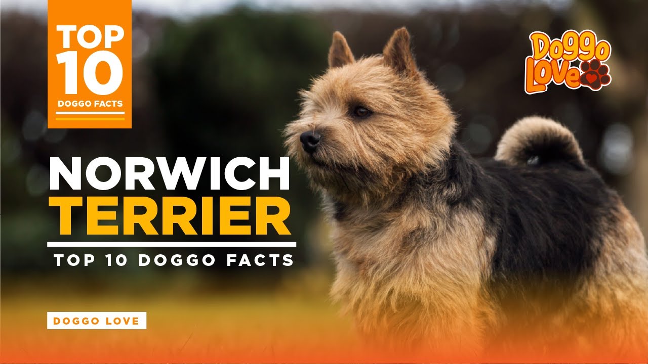 Norwich Terrier | Norwich Terrier Dog Breed | Top 10 Norwich Terrier Facts from Doggo Love.