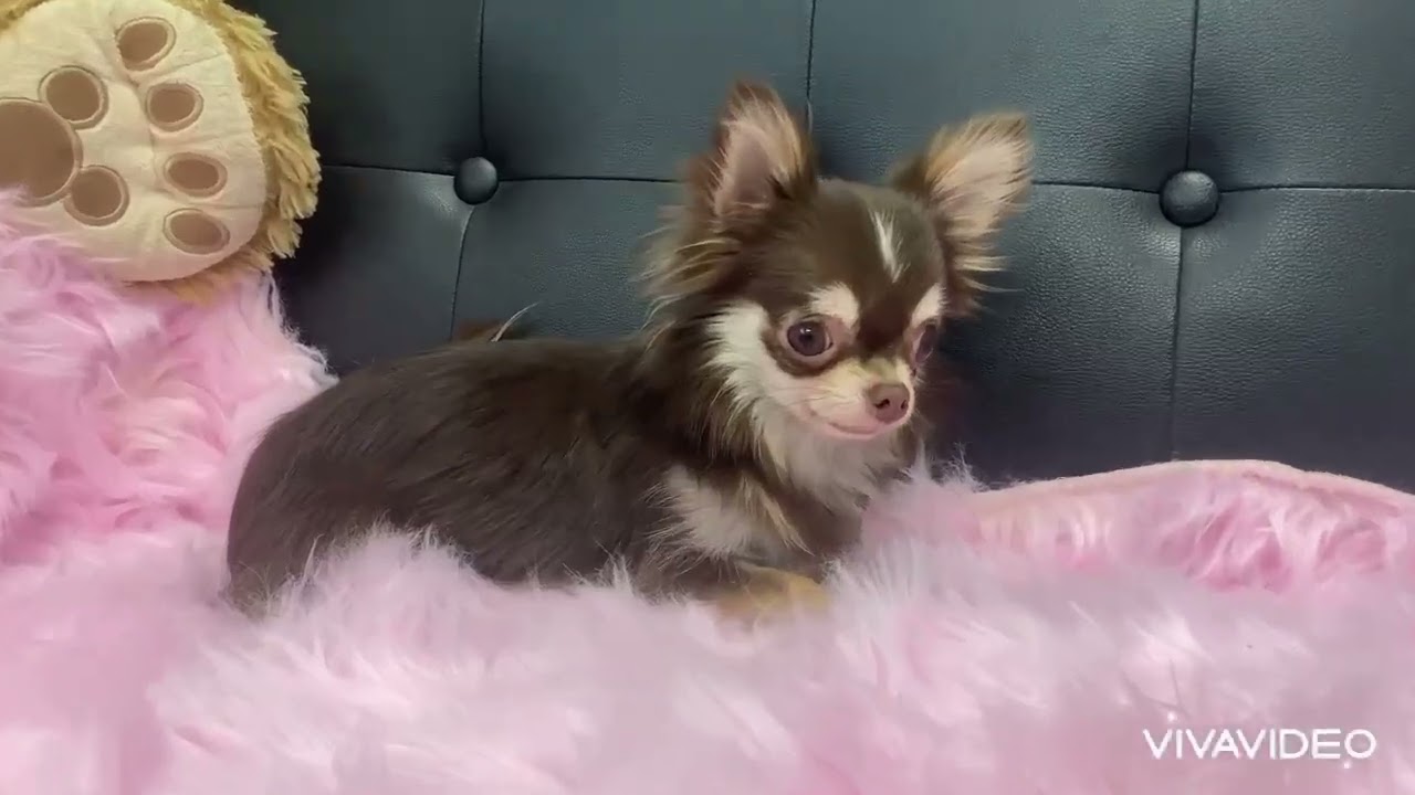 チョコホワイト　メス