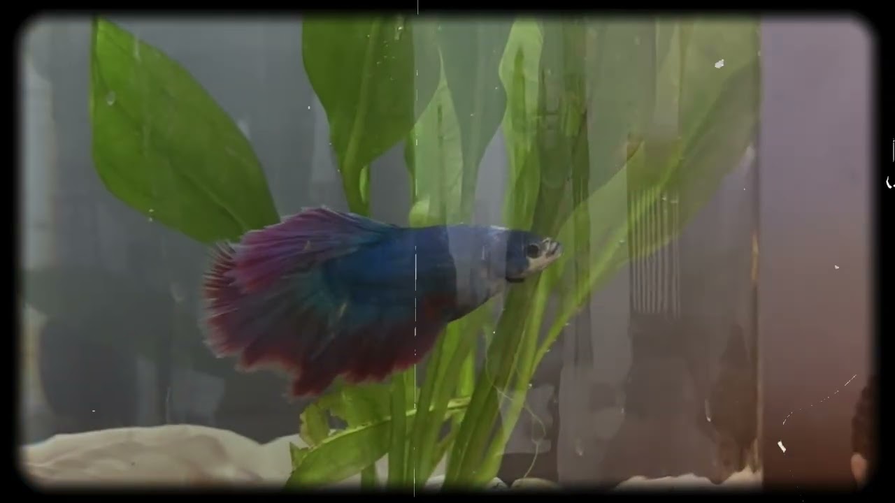 #fish #guppy #guppyfish #fighter #bettafish 